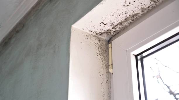 Best Certified Mold Removal  in Alvin, TX